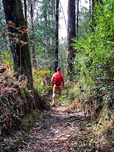 Photograph of Erik, the naked hiker, walking through the forest with nothing on but a backpack, shoes and a cap