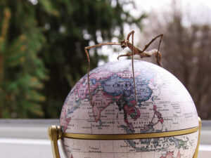 Vietnamese walking stick standing on a miniature globe model, photographed by Ivan Kralj