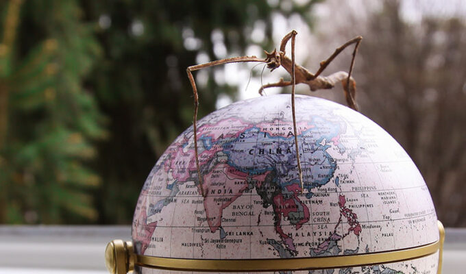 Vietnamese walking stick standing on a miniature globe model, photographed by Ivan Kralj