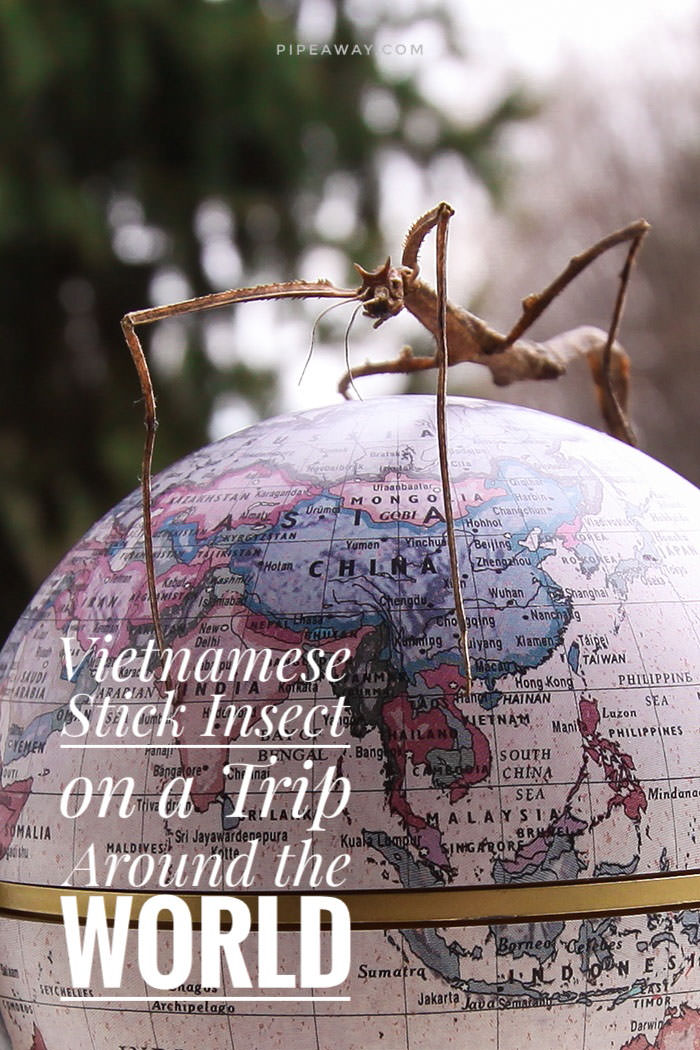 Vietnamese stick insect standing on a globe, ready for a trip around the world, to visit the country of its ancestors; photograph by Ivan Kralj.