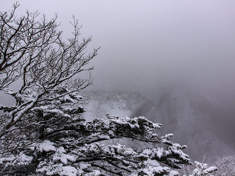 Snow-covered trees with a foggy backgorund at Kegon Falls, Japan, photo by Ivan Kralj