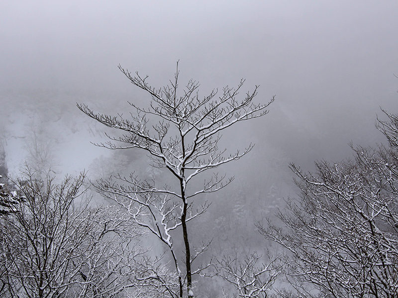 Snow-covered tree with a foggy backgorund at Kegon Falls, Japan, photo by Ivan Kralj