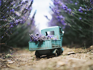 Vintage toy truck collecting lavender in lavander field, photo by Kim Leuenberger