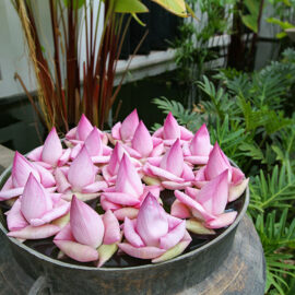 Lotus flowers at the entrance of Jaya House River Park hotel, in Siem Reap, Cambodia, photo by Ivan Kralj