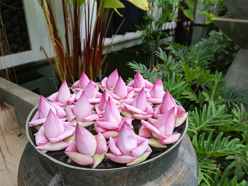 Lotus flowers at the entrance of Jaya House River Park hotel, in Siem Reap, Cambodia, photo by Ivan Kralj