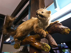 Stuffed weasel showing teeth as an example of interior decoration at Romanian Kitsch Museum in Bucharest, Romania, photo by Ivan Kralj.