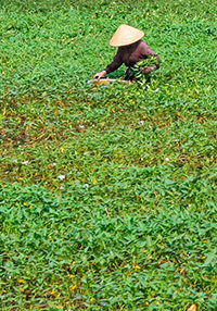 Vietnamese peasant picking vegetables in the field, photo by Ivan Kralj