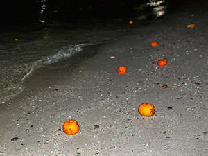 Mandarin oranges stranded on the shores of Georgetown, Penang, Malaysia, after Chinese girls threw them into the sea in hope to find Mr. Right on Chap Goh Mei, Chinese Valentine's Day, photo by Ivan Kralj