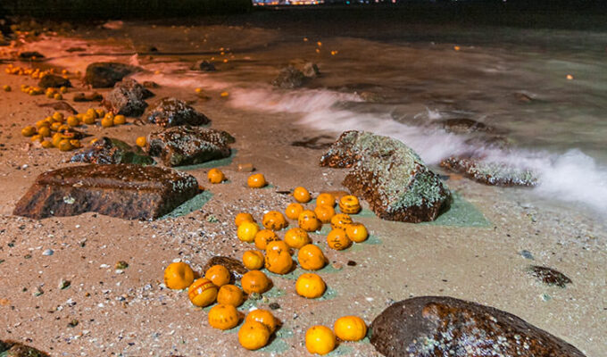 Mandarin oranges stranded on the shores of Georgetown, Penang, Malaysia, after Chinese girls threw them into the sea in hope to find Mr. Right on Chap Goh Mei, Chinese Valentine's Day, photo by Ivan Kralj