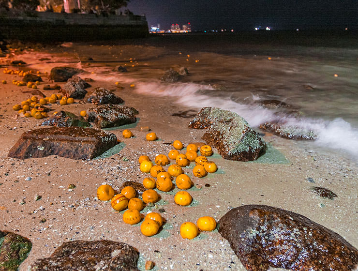 Mandarin oranges stranded on the shores of Georgetown, Penang, Malaysia, after Chinese girls threw them into the sea in hope to find Mr. Right on Chap Goh Mei, Chinese Valentine's Day, photo by Ivan Kralj