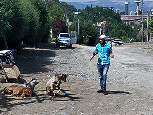 Man walking with a knife on the makadam street of Addis Ababa, Ethiopia, while the goat that was laying on the grounds starts to run, photo by Ivan Kralj