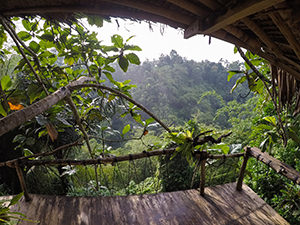 The view on lush jungle from Ijen Shelter's tree house in Banyuwangi, East Java, Indonesia, photo by Ivan Kralj