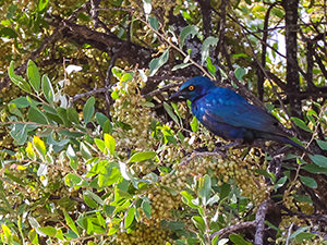 Blue feathered bird in the tree at Gheralta Lodge, in Tigray Region, Ethiopia, photo by Ivan Kralj