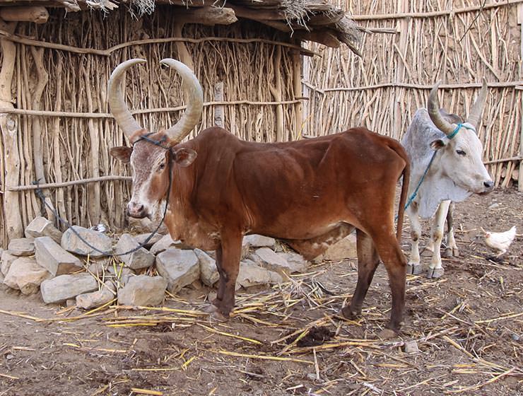 A big-horned cattle in the village in Danakil Depression, Ethiopia, the hottest place on Earth, photo by Ivan Kralj