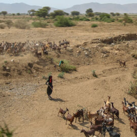 Shepherd with goats in Danakil Depression, Ethiopia, the hottest place on Earth, photo by Ivan Kralj