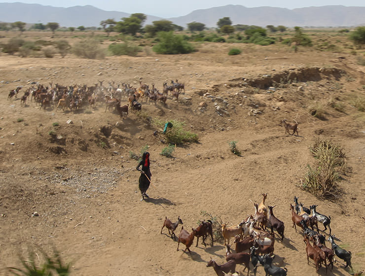 Shepherd with goats in Danakil Depression, Ethiopia, the hottest place on Earth, photo by Ivan Kralj