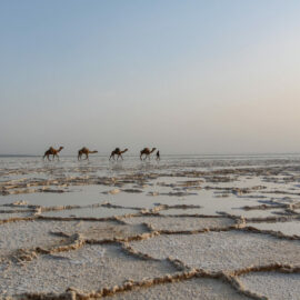 Camel caravans transporting the salt at the plains of Lake Assale, Danakil Depression, Ethiopia, the hottest place on Earth, photo by Ivan Kralj