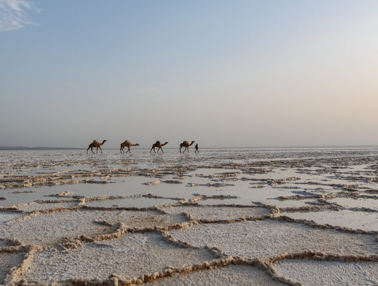 Camel caravans transporting the salt at the plains of Lake Assale, Danakil Depression, Ethiopia, the hottest place on Earth, photo by Ivan Kralj