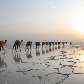 Camel caravans transporting the salt at the plains of Lake Assale during the sunset, Danakil Depression, Ethiopia, the hottest place on Earth, photo by Ivan Kralj