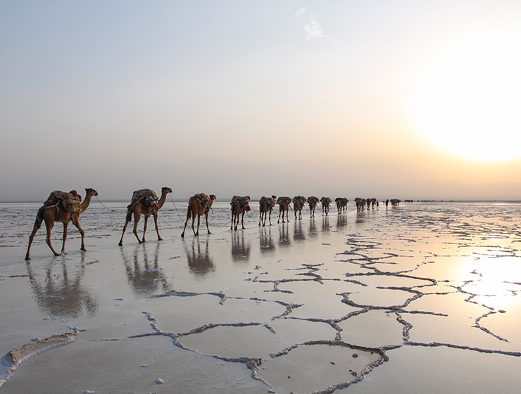 Camel caravans transporting the salt at the plains of Lake Assale during the sunset, Danakil Depression, Ethiopia, the hottest place on Earth, photo by Ivan Kralj