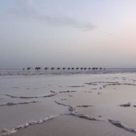 Camel caravans transporting the salt at the plains of Lake Assale, Danakil Depression, Ethiopia, the hottest place on Earth, photo by Ivan Kralj