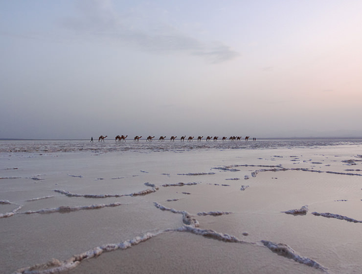 Camel caravans transporting the salt at the plains of Lake Assale, Danakil Depression, Ethiopia, the hottest place on Earth, photo by Ivan Kralj