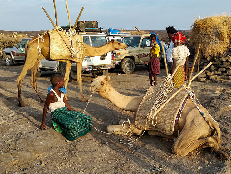 Camels waiting in Dodom, camp at the base of Erta Ale volcano in Danakil Depression, Ethiopia, the hottest place on Earth, photo by Ivan Kralj