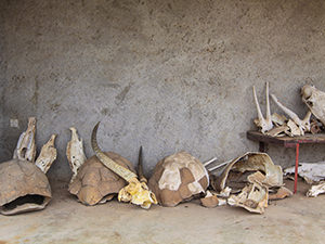 Animal skulls and turtle shells as museum display at the headquarters of the Awash Falls National Park in Ethiopia, photo by Ivan Kralj.
