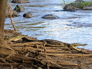Crocodiles sunbathing on the banks of Awash River in Ethiopia, photo by Ivan Kralj.