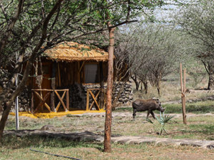 Wild boar in front of the room at Doho Lodge, one of Ethiopian wildlife lodges, photo by Ivan Kralj.