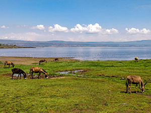 Donkeys peacefully grazing at the shores of Shalla Lake in Ethiopia, photo by Ivan Kralj.