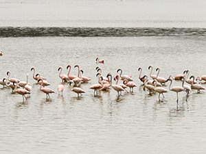 Flamingos standing in the shallow waters of Chitu Lake, just below the 10000 Flamingos Lodge, one of Ethiopian wildlife lodges, photo by Ivan Kralj.