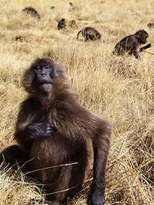 Young Gelada monkey at the meadow in Simien Mountains, Ethiopia, photo by Ivan Kralj.