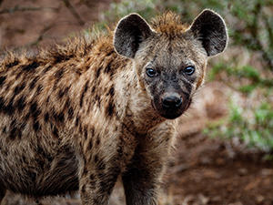 Young hyena, photo by Frans Van Heerden, Pexels