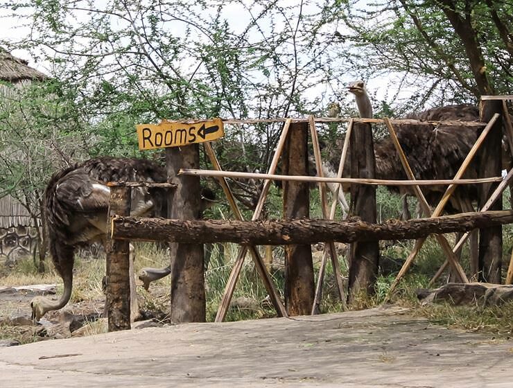 Ostriches eating grass next to the "rooms" sign at Doho Lodge, one of Ethiopian wildlife lodges, photo by Ivan Kralj