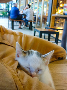 Just after she was found, Zara, the kitten, sleeping in my lap in Livingstone cake shop in Bali, photo by Ivan Kralj