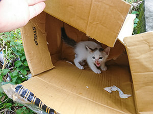 Kitten in the card box discarded by the road in Tanah Lot, Bali, photo by Ivan Kralj