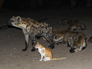 A domestic cat sitting next to the pack of hyenas in the Ethiopian city of Harar, photo by Ivan Kralj