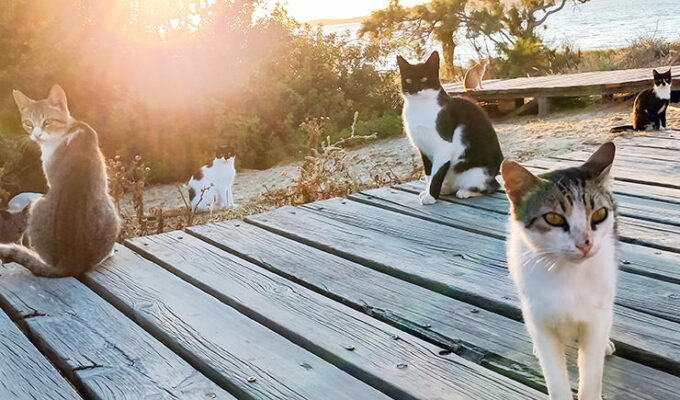 Cats resting near the beach in Naxos during sunset, photo by Ivan Kralj