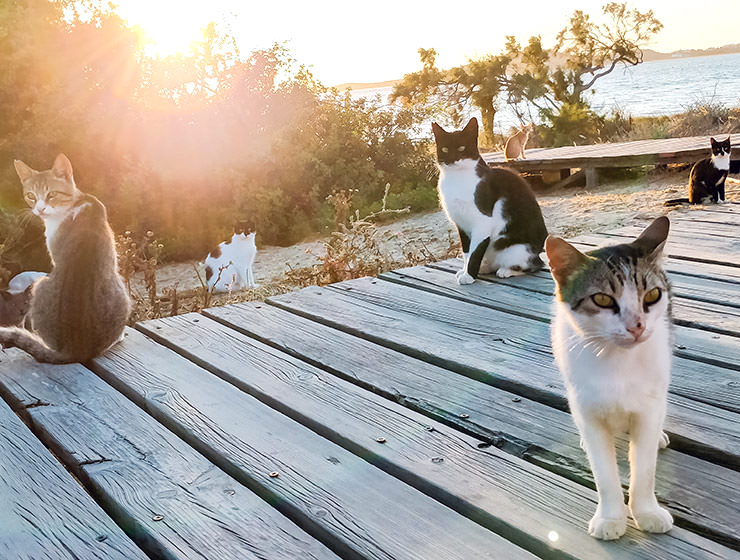 Cats resting near the beach in Naxos during sunset, photo by Ivan Kralj