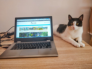 Spiro the cat laying down next to the laptop with Pipeaway webpage opened, photo by Ivan Kralj