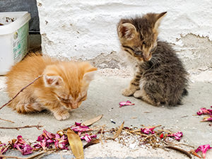 Two abandoned and blind kittens on the island of Syros in Greece, photo by Ivan Kralj