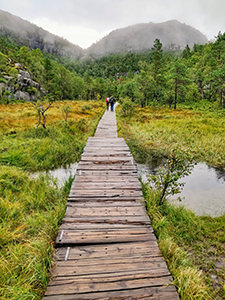 Wooden boardwalk over the swampy meadow on the Pulpit Rock trail, surrounded by lush pine forests, photo by Ivan Kralj