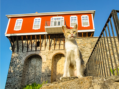Cat in front of the Vatopedi Monastery on Mount Athos, the Holy Mountain, Greece, photo by Ivan Kralj