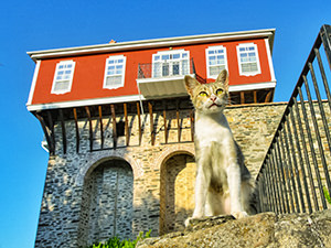 Cat in front of the Vatopedi Monastery on Mount Athos, the Holy Mountain, Greece, photo by Ivan Kralj