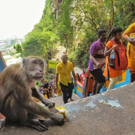 Monkey drinking milk from the damaged pack on the stairs to Batu Caves, Malaysia, during the Thaipusam Festival 2019, photo by Ivan Kralj
