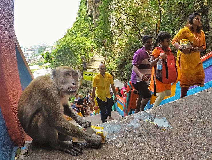Monkey drinking milk from the damaged pack on the stairs to Batu Caves, Malaysia, during the Thaipusam Festival 2019, photo by Ivan Kralj