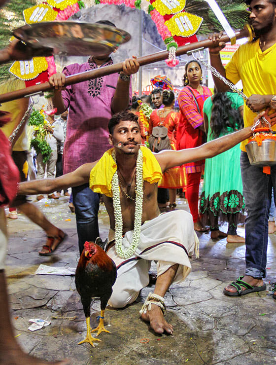 A rooster and a devotee with pierced tongue at Batu Caves, Malaysia, during the Thaipusam Festival 2019, photo by Ivan Kralj