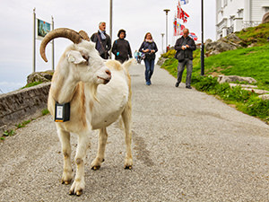 A goat and passers-by on Mt. Floyen above Bergen, Norway, the wettest place in Europe, photo by Ivan Kralj