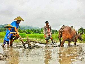 A boy and his father plow a rice field following a buffalo on a Living Land Farm, part of Backstreet Academy experience, one of the best things to do in Luang Prabang, Laos, photo by Living Land Lao